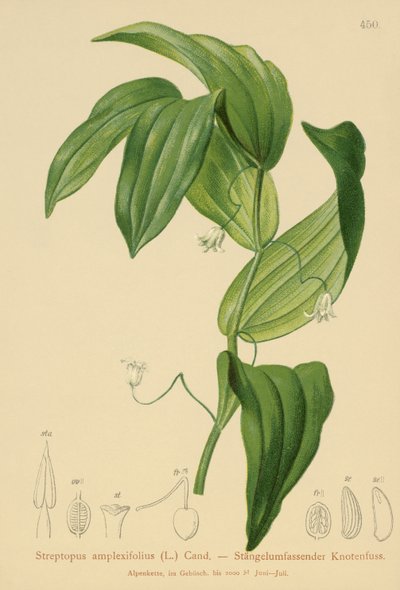 Clasping-leaved Twisted-stalk by German School